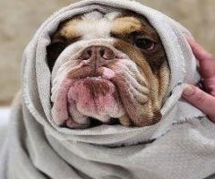 Pawsh Pet Salon & Spa