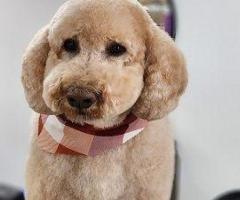Pawsh Pet Salon & Spa