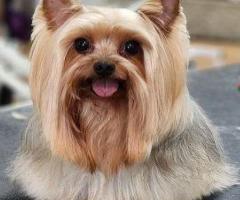 Pawsh Pet Salon & Spa