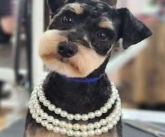 Pawsh Pet Salon & Spa