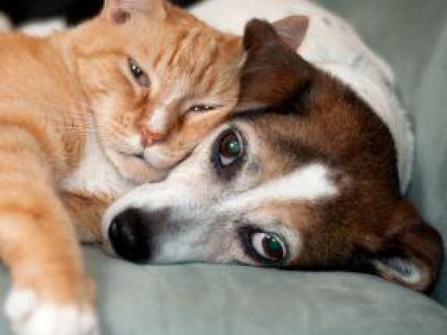 Ashley Wildlife Control