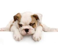 The Best Friend Pet Services