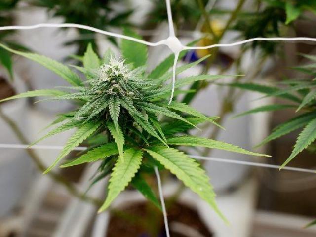 Buy Marijuana