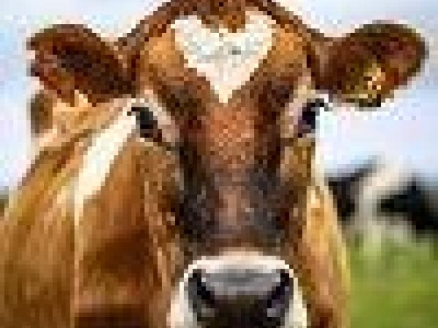 Fred & Richie's Farm