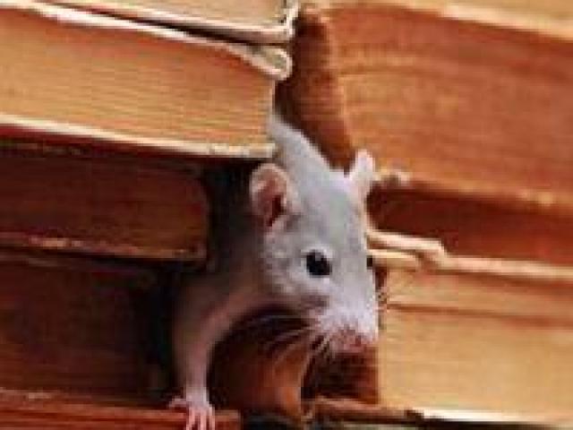 Bug Free Pest Control, LLC