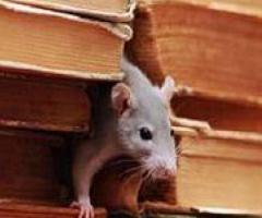 Bug Free Pest Control, LLC