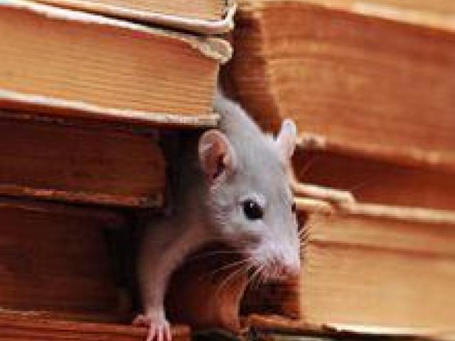 JD Smith Exterminators