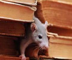 JD Smith Exterminators