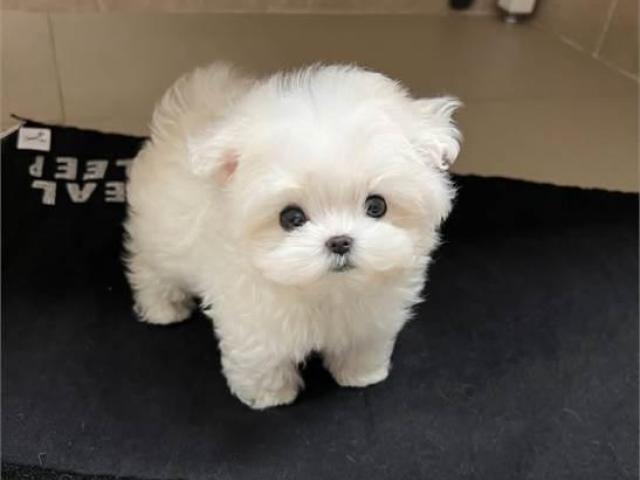 Two Teacup Maltese Puppies Needs a New Family