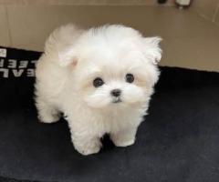 Two Teacup Maltese Puppies Needs a New Family