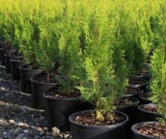 The RainForest Florist