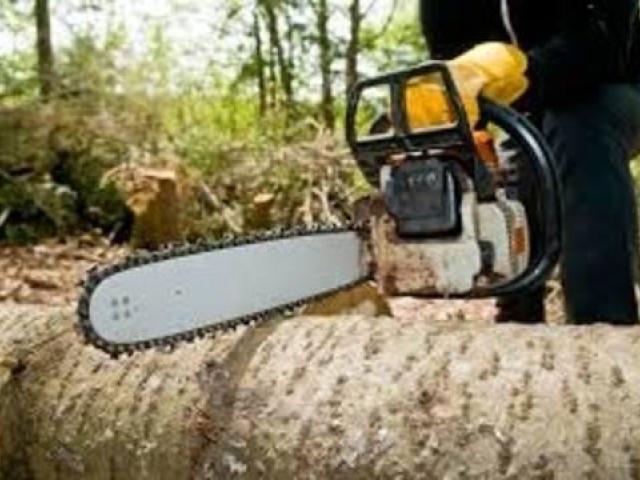 Troy Tree Service Hub