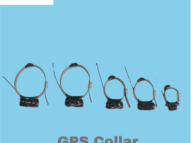 GPS Collar Tracking Devices For Accurate Real Time Updates