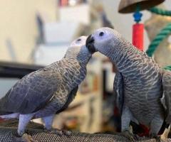Healthy & Well-Socialized African Grey Parrots for Sale