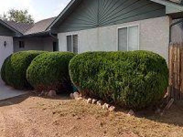 Complete Yard Service