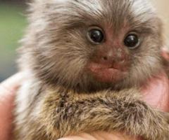 Charming Atlantic Marmoset for Sale