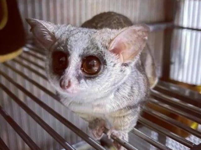 Bush Baby Female