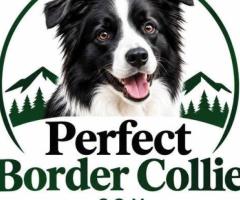 Perfect Border Collie
