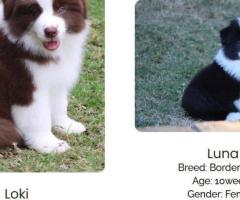 Meet Our Nice Border Collie Puppies