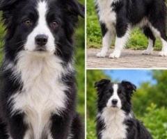 Best & Perfect Border Collie