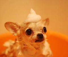 Pawsitive Images